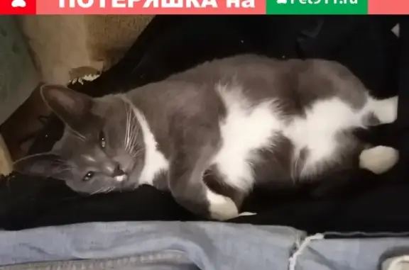 Потерянные животные Саранск, фото: Пропала кошка Филя, Саранск, пр-т 60 лет Октября, 77