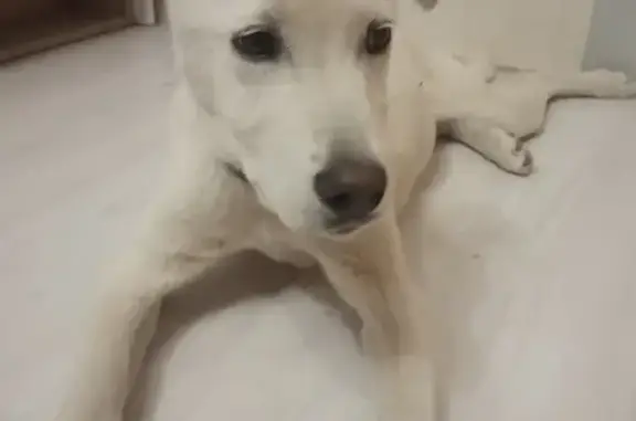Найдена белая собака с ошейником в Астрахани