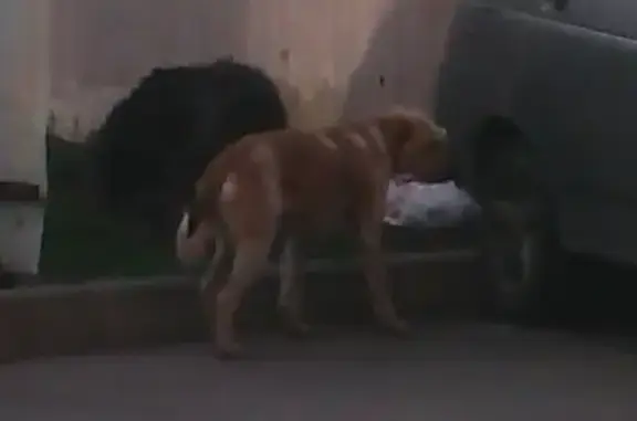 Найдена собака на ул. Заполярная, Краснодар