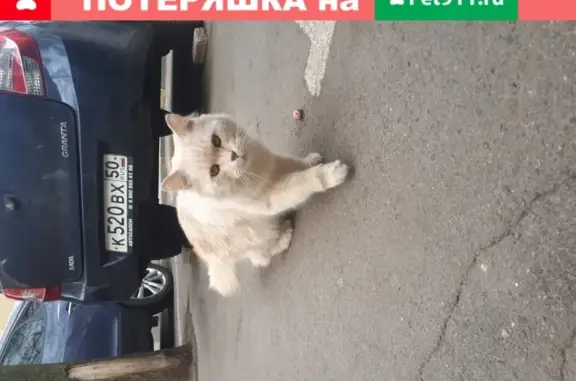 Найден кот с янтарными глазами на ул. Лобачевского, ищем хозяев