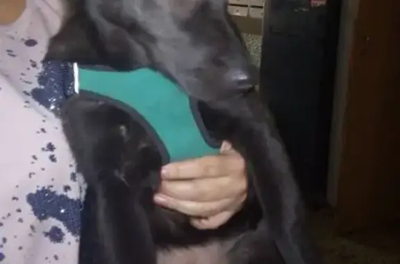 Найдена собака в Автозаводском р-не г. Тольятти, голубая шлейка