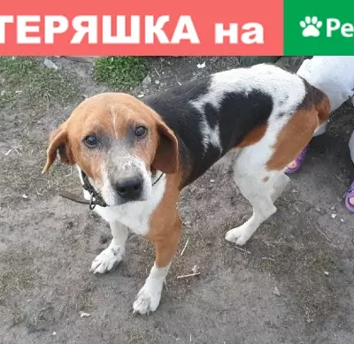 Найдена собака в Периксе, Тамбовская область