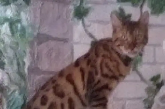 Пропала кошка породы Бенгал по адресу в Боре