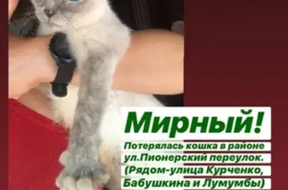 Пропала Сиамская кошка на ул. Бабушкина (678171)