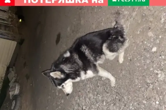 Найдена хромая собака с белым пятном в Астрахани