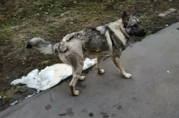 Найдена собака у метро Нижегородская в Москве
