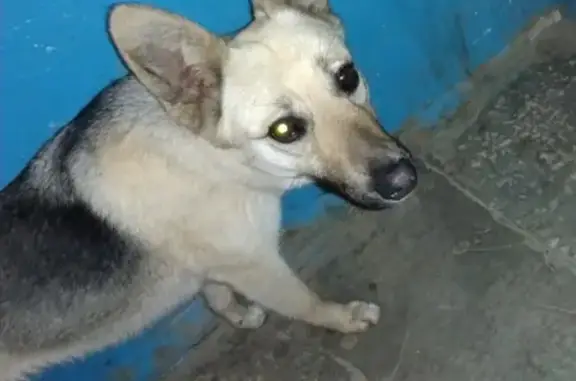 Найдена домашняя собака в Уфе: 89174745902