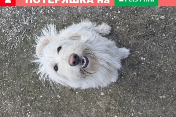 Найдена домашняя собака в Красной Горке, Обнинск