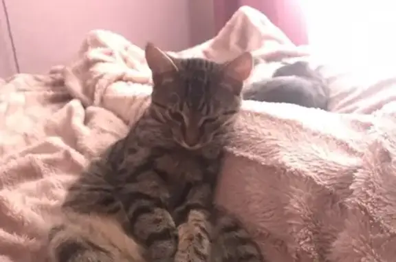 Кошки потеряшки, Смоленск, фото: Потеряшка котенок Тимка, район Южный, Смоленск (35)