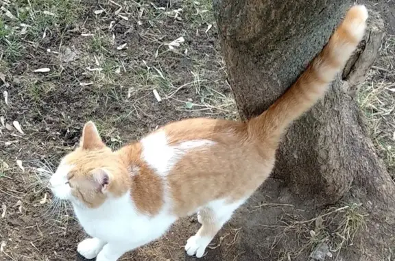 Найден котик на улице Юных Ленинцев, 45
