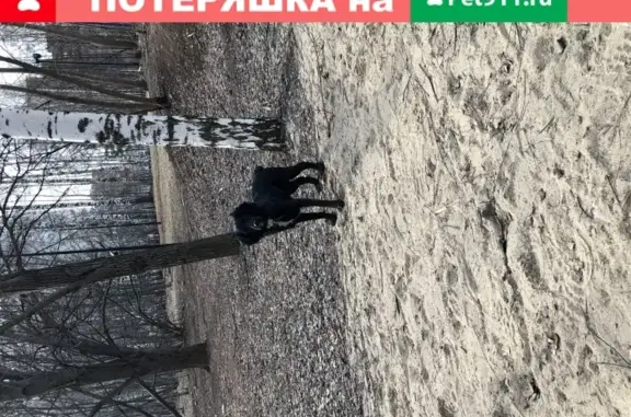 Найдена собака в парке Пушкина, адрес: Ул. Белинского