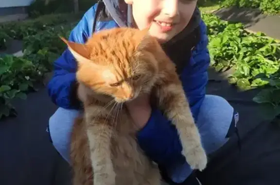 Найден домашний кот в районе Тургеневского моста, отдадим прежним владельцам