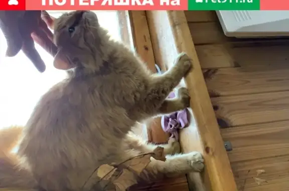 Найдена домашняя кошка в Химках, квартал Вашутино