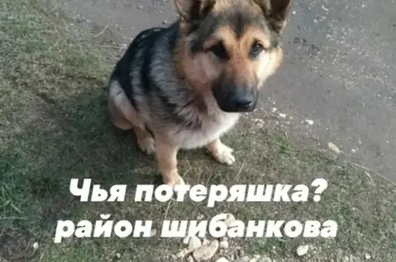Найден добрый пес на СНТ Автомобилист, Московская обл.