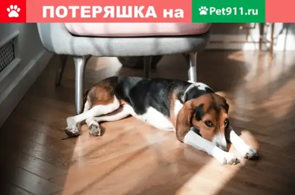 Пропала собака Эстонской гончей, г. Солнечногорск, Ютта.
