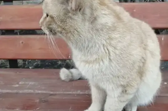 Найден рыжий котик на ул. Крупской, дома 44-46, Красноярск