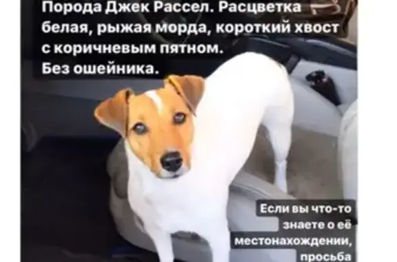 Пропала собака Майка на ул. Красносельская, 24 в Белгороде
