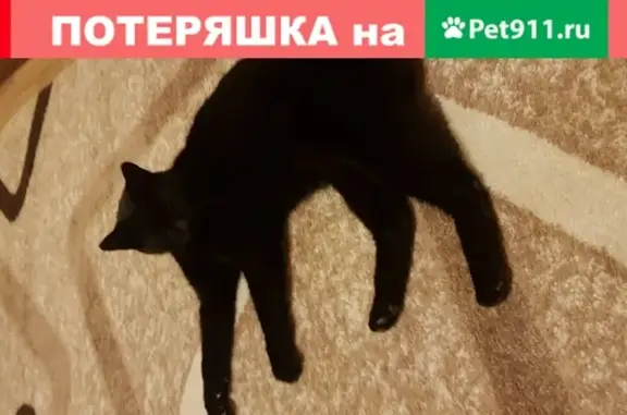 Найден чёрный кот в Владимире