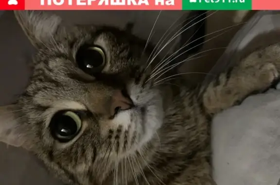 Пропал котик породы Бенгальский в Одинцово.