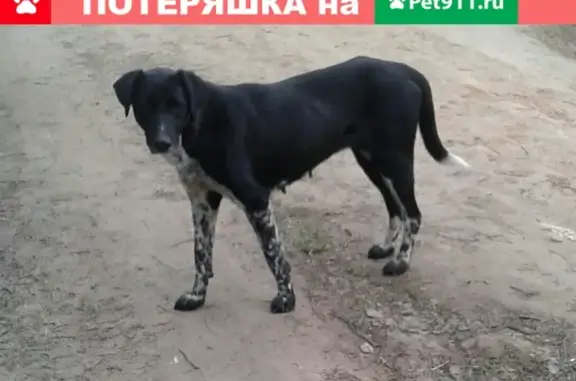 Найдена красивая собака в Щелково-7