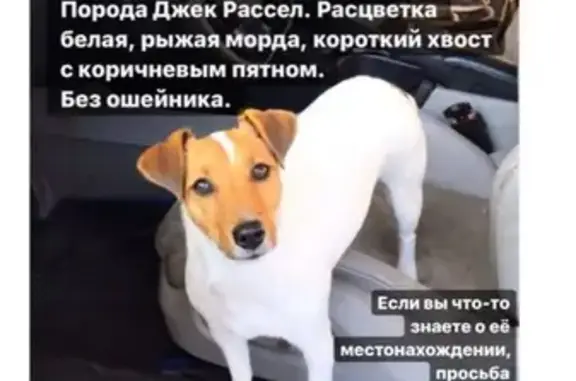 Пропала собака породы ДжекРассел по кличке Майка в Белгороде