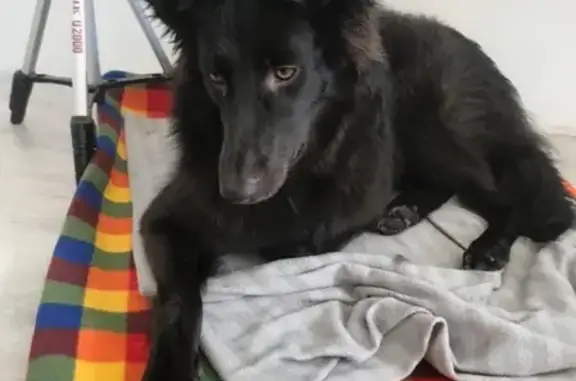 Собака черного окраса найдена в Санкт-Петербурге без ошейника