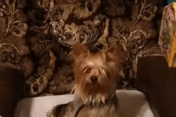 Собаки потеряшки, Нижний Новгород, фото: Потеряшка собака на улице Радищева, Нижний Новгород