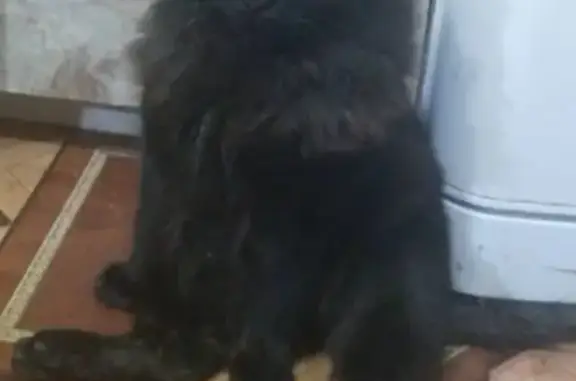 Кошки потеряшки, Липецк, фото: Потеряшка кошка Куся на ул. Энтузиастов, Липецк.