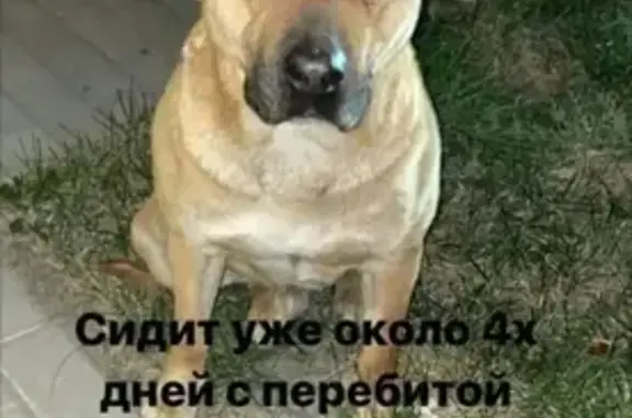 Найдена собака в Ростове (с фото)