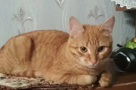 Пропала кошка Лучик, село Орудьево, ул. Центральная 29