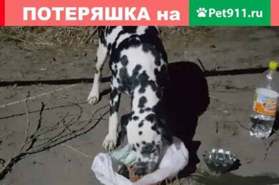 Найдена собака, Омск, фото: Найдена собака на Взлётной улице 3 в Омске