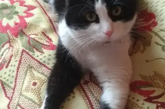 Домашний котик найден в Москве