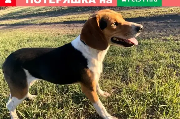 Найдена собака в хуторе Истомино, порода Бигль