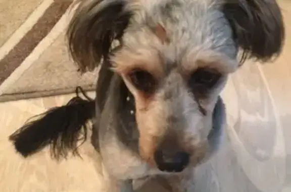 Найденные животные Новороссийск, фото: Найден пес на набережной в Новороссийске