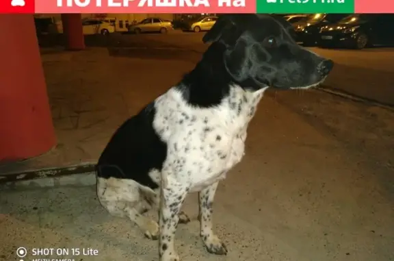 Найдена собака на улице Дементьева, Чебоксары