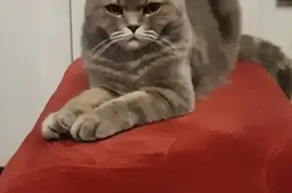 Кошки потеряшки, Нижний Тагил, фото: Потеряшка кот по ул. Маяковского в Нижнем Тагиле