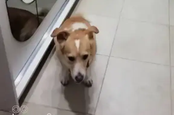 Собаки потеряшки, , фото: Потеряшка собака Борис с пятном сердца в Ейске