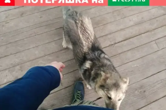 Потерянные животные Канск, фото: Пропала собака в Канске, Красноярский край