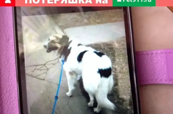 Пропала собака в метро Свиблово, Москва