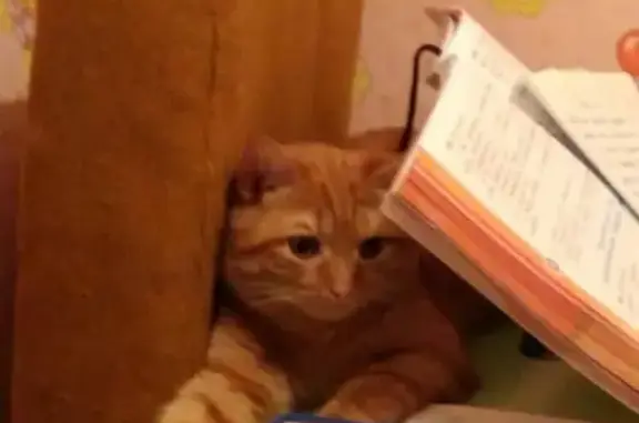 Потерянные животные Волгодонск, фото: Пропала кошка на ул. Дзержинского 137/2, Волгодонск