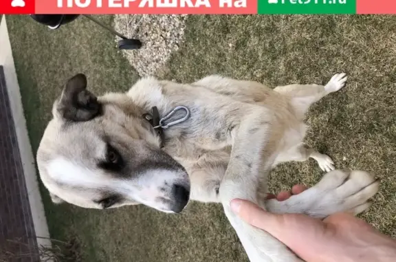 Найден щенок в с. Ильинское, Красногорский округ