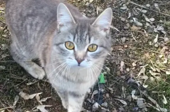 Кошки потеряшки, Сергиевка, фото: Потеряшка котик на улице Ленинской, Оренбург, 08.04.2020