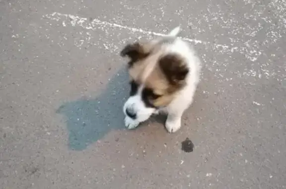 Найден щенок на Загородном шоссе, Москва