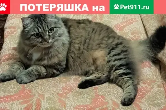 Пропала кошка Ася в СНТ Звездочка, деревня Сорокино