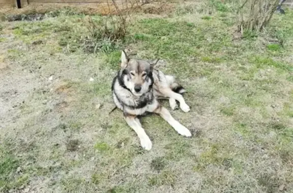 Найден пёс-волк в деревне Бурцево, Московская область