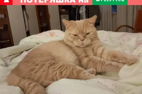 Пропала кошка породы Британец в Обнинске.