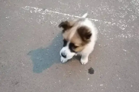 Найден щенок на Загородном ш. д 10 к 1 в Москве