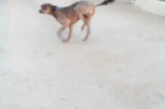 Собака на Смородиновой с ломаной лапкой.