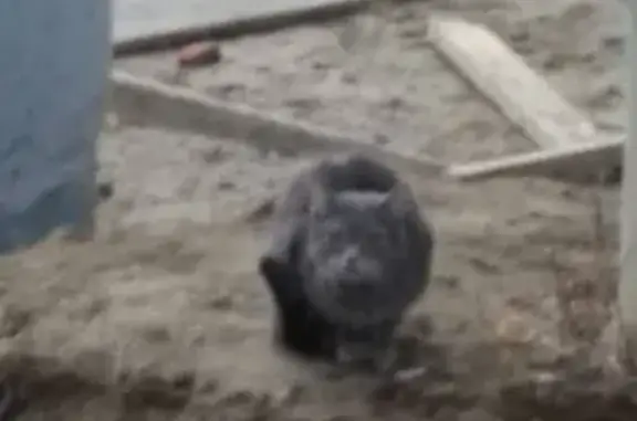 Найден серый кот в Томске, Иркутский тракт.