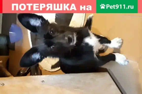 Найдена молоденькая собачка в Костроме, ищет дом
